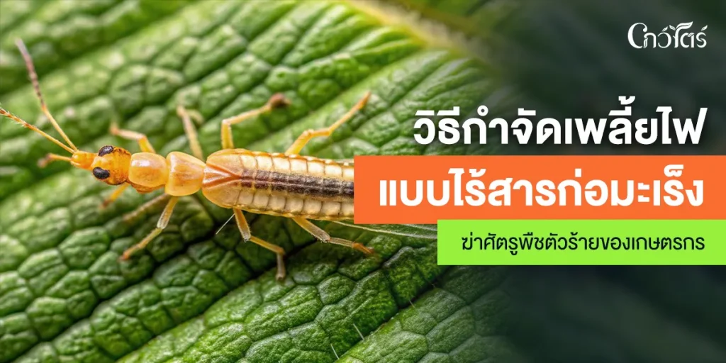 วิธีกำจัดเพลี้ยไฟ แบบไร้สารก่อมะเร็ง ฆ่าศัตรูพืชตัวร้ายของเกษตรกร
