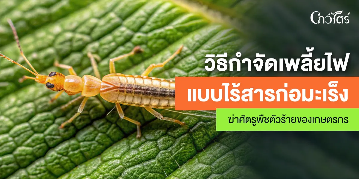 วิธีกำจัดเพลี้ยไฟ แบบไร้สารก่อมะเร็ง ฆ่าศัตรูพืชตัวร้ายของเกษตรกร