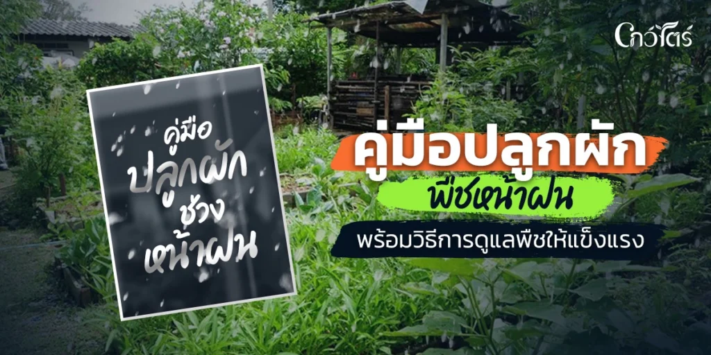 คู่มือปลูกผัก พืชหน้าฝน พร้อมวิธีการดูแลพืชให้แข็งแรง